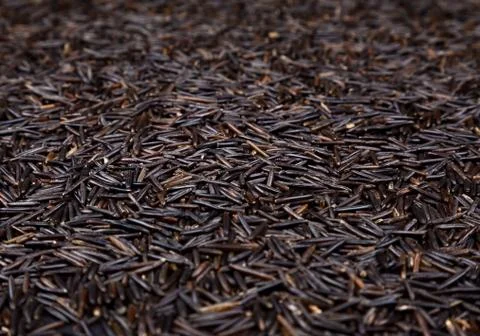 Wild Rice Stock-Fotos