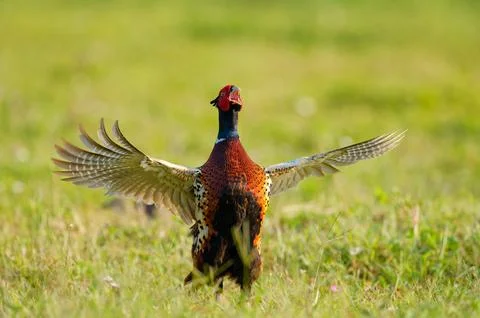 Wild ringneck pheasant rooster calling and wing whirring close up 스톡 사진