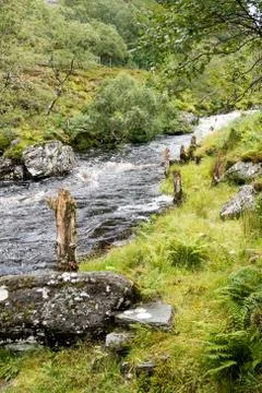 Wild river and dead tree stumps near Little Loch Broom, Scottish Highlands, N Stock Photos