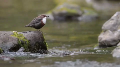 On the wild river, the beautiful Dipper (Cinclus cinclus) Vidéo 171621029