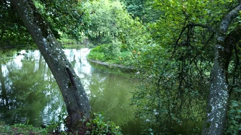 Wild river with big trees growing on the bank. Stock Footage 144674434