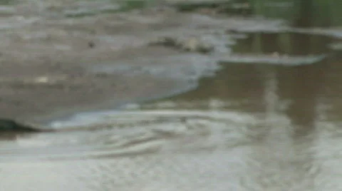 Wild River Crocodiles on Beach in Costa Rica Tarcoles River Stock Footage 621253