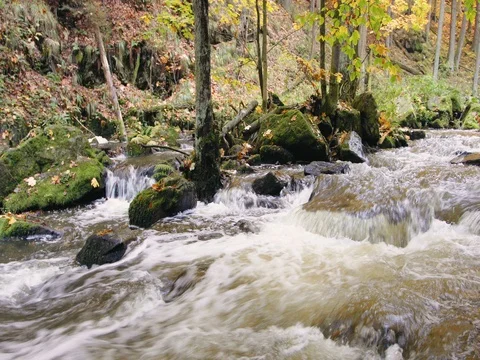Wild river Doubrava in fall colors, picturesque landscape Stock Footage 81390159