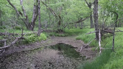 Wild River Flood Plain Late Spring, Eastern Canada Stock Footage 337139653