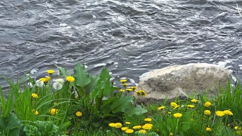 Wild River Flow with Natural Water Sound – Fast Current, Dandelions on Green Stock Footage 332012213