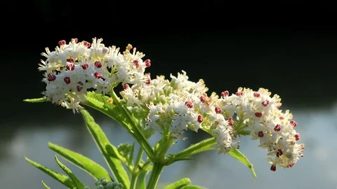 Wild river flowers close up. Video stock 111964277