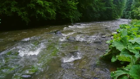 Wild river flowing through forest, water splashing in slow motion Stock Footage 162850118