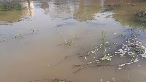 Wild river flowing through the mountain. Stock Footage 145271048