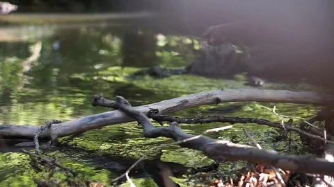 Wild river flows in the deep forest in early spring, nature, water Stock Footage 93047443