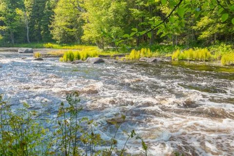 Wild river in forest Stock Photos
