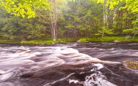 Wild river in forest Stock Photos
