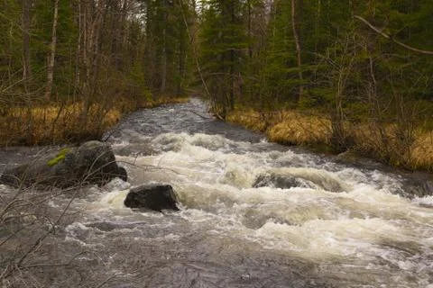 Wild river in a forest Stock Photos