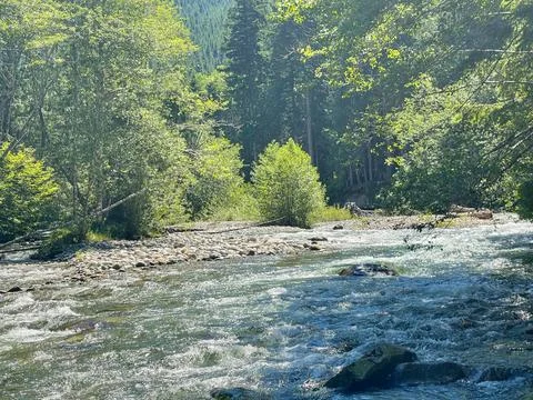 A wild river in the forest Stock Photos