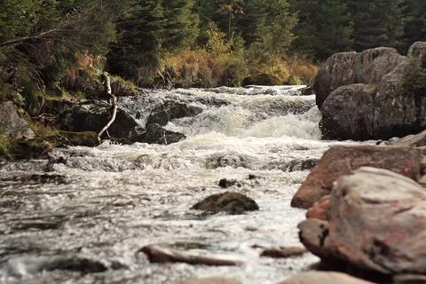 Wild river in the forest, rapids and rocks Stock Photos