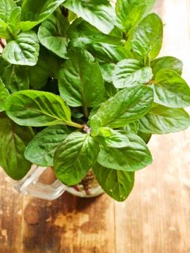 Wild river mint Stock Photos