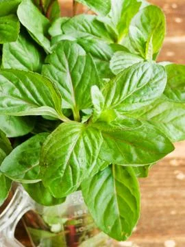 Wild river mint Stock Photos