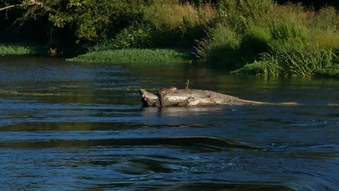Wild River Otter eats a fish on a log in middle of Ave River, Portugal Stock Footage 112766926