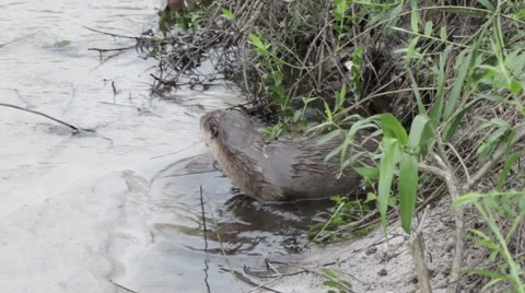 Wild River Otter Looking For food Stock Footage 59797261