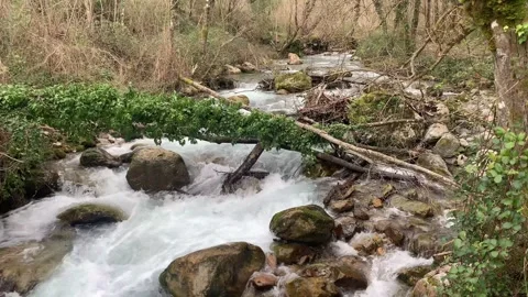 Wild River Rapids with Fallen Tree Bridge Stock Footage 303362784