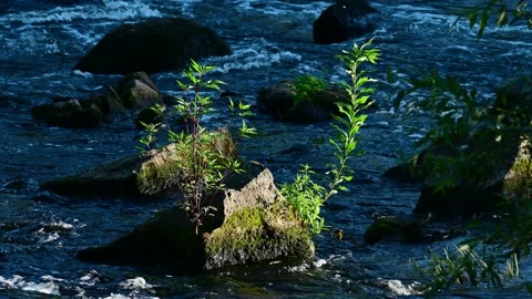 Wild river with rocks in the rapids with a tree, summer Stock Footage 196300401