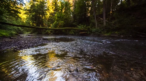 Wild river in summer forest Stock Footage 58696880