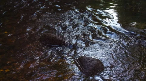 Wild river in summer forest Vídeo Stock 58697046