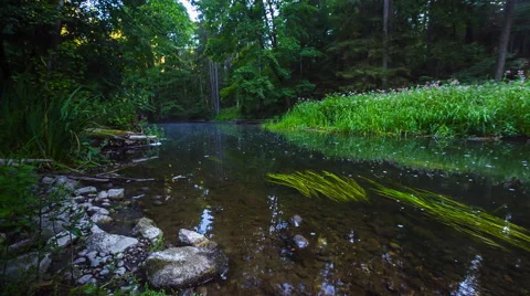 Wild river in summer forest 库存影片 58697078