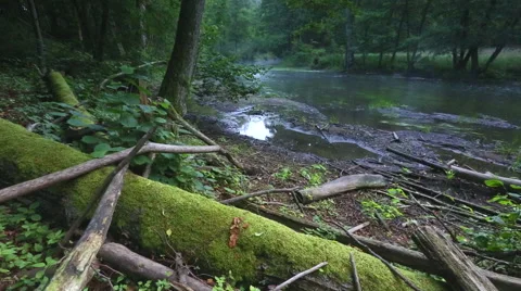 Wild river in summer forest. Polish river. 库存影片 58670443