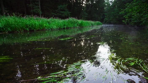 Wild river in summer forest. Polish river. Stock Footage 58670673