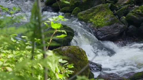 Wild river waterfall in mountain forest Stock Footage 278020666
