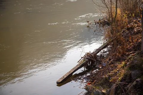 Wild river in winter with bare trees on the bank Stock Photos