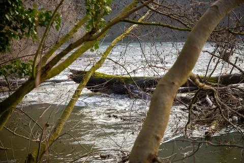 Wild river in winter with bare trees on the bank Stock Photos