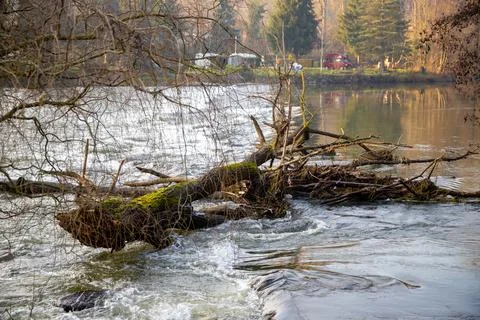 Wild river in winter with bare trees on the bank Stock Photos