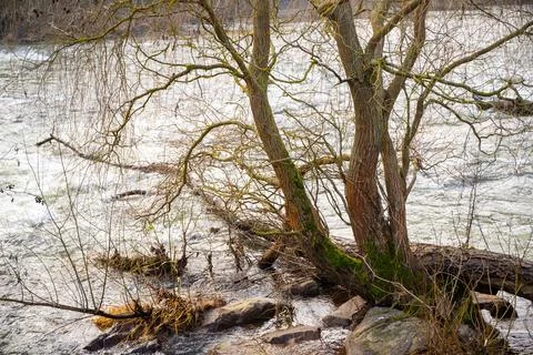 Wild river in winter with bare trees on the bank Stock Photos