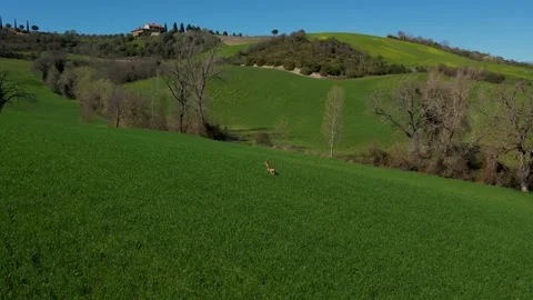 Wild Ro Deer Shot Stock Footage 184107060