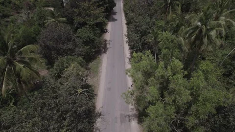 Wild road and palms in Africa Stock Footage 220202353
