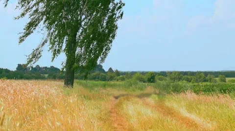 Wild road Stock Footage 11350617