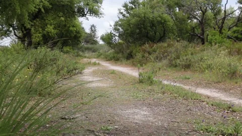 Wild road in forest. Sand and plants in daylight Stock Footage 154326068