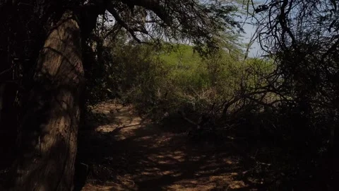Wild road shots 60 FPS Stock Footage 310474579