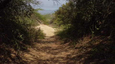 Wild road shots 60 FPS Stock Footage 310474637