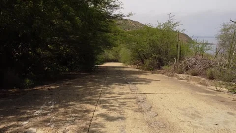 Wild road shots 60 FPS Stock Footage 310475074