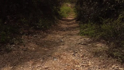 Wild road shots 60 FPS Stock Footage 310475592