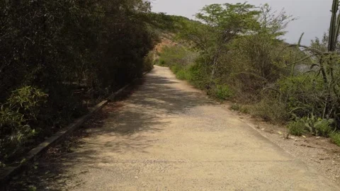 Wild road shots 60 FPS Stock Footage 310475643