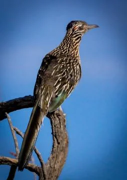 Wild-Roadrunner Stock Photos