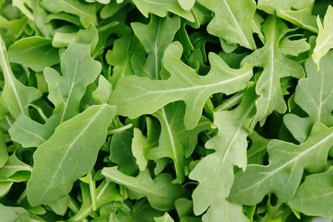 Wild rocket leaves background Stock Photos