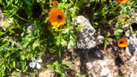 Wild Rocket Macro Video stock 328642564