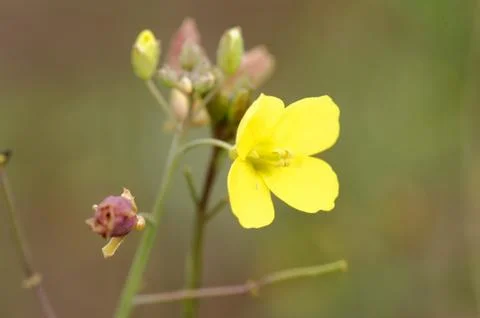 Wild rocket Foto stock