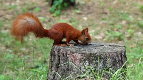A wild rodent is gnawing a nut on a tree stump. Squirrel is eating in the forest Stock Footage 313048705
