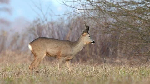 Wild roe buck, grazing in a field during winter season Stock Footage 86010625