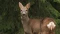 Wild roe Deer alerted forest whitetail Video HD
